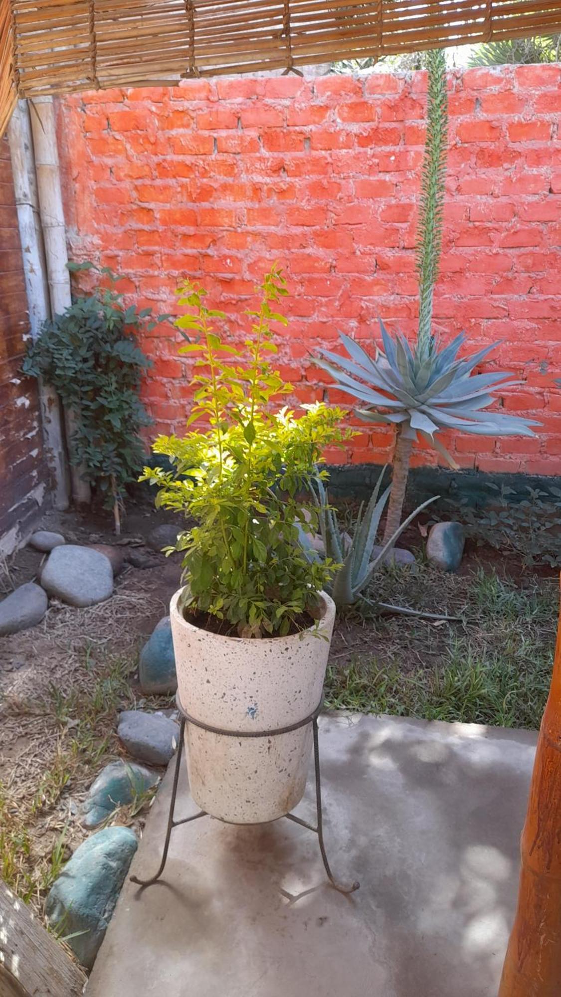 Nasca Trails B&B Наска Екстериор снимка